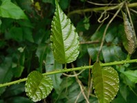 Rubus pirifolius