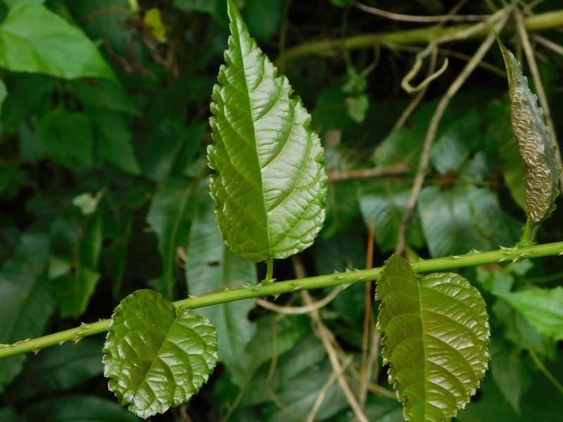 Rubus pirifolius