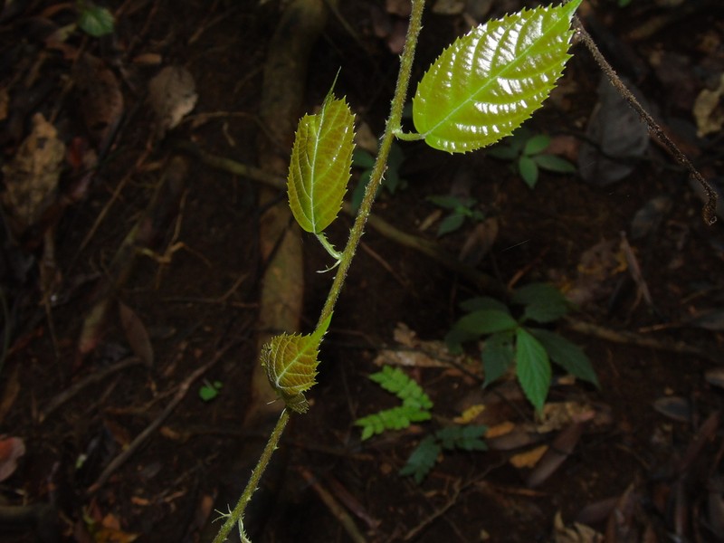 Rubus pirifolius photo 2