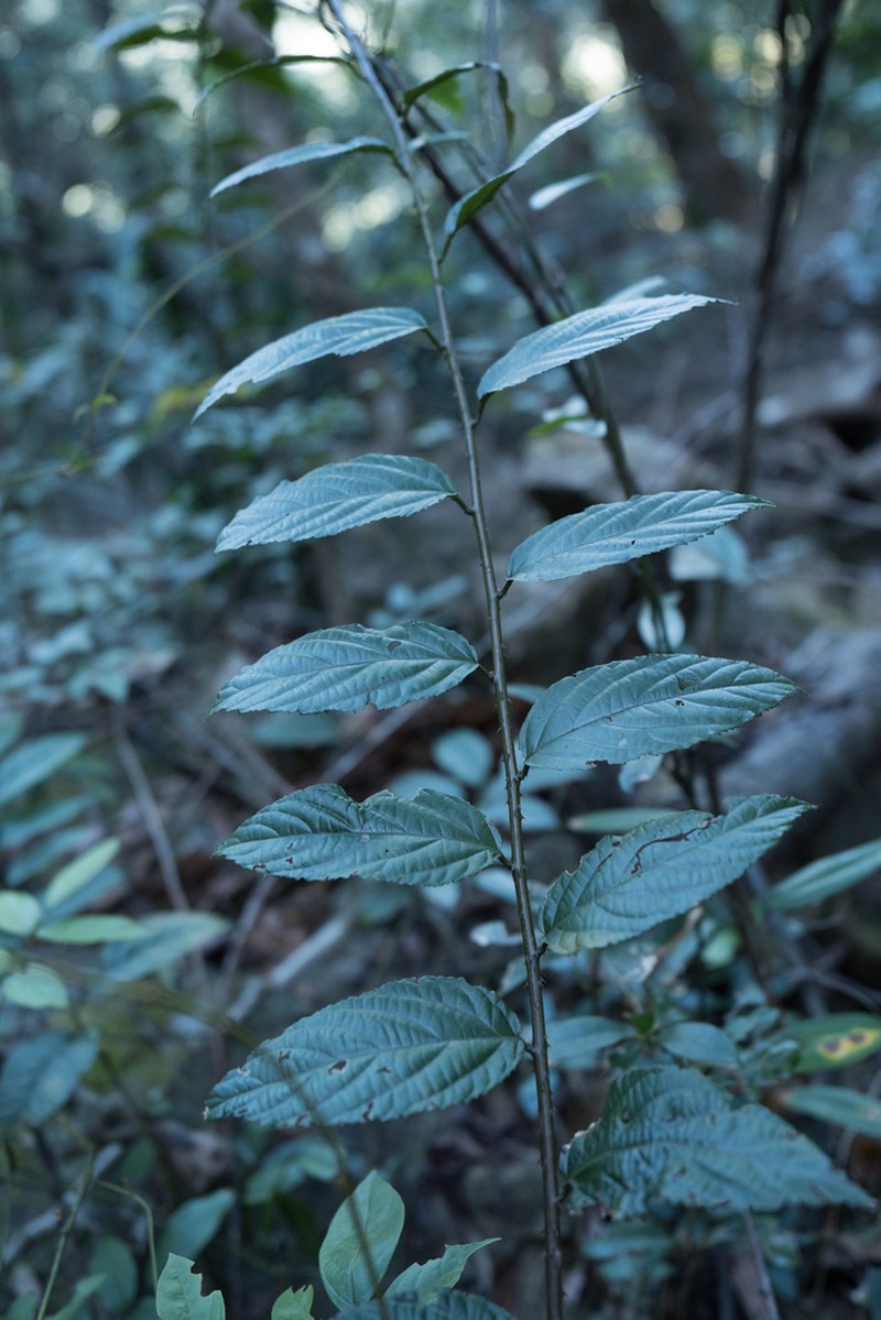 Rubus pirifolius photo 3