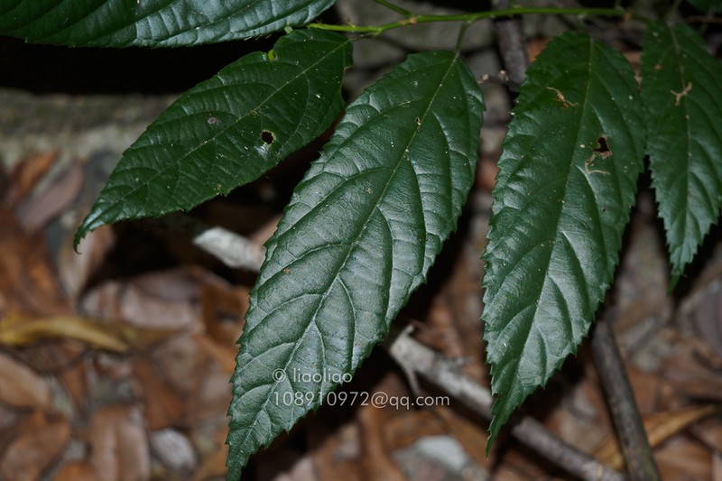 Rubus pirifolius photo 4