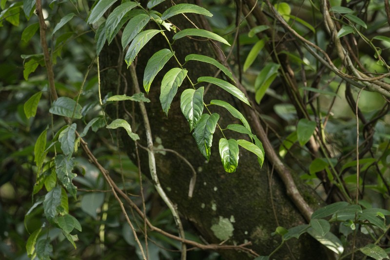 Rubus pirifolius photo 5