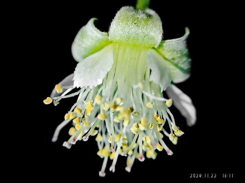 Rubus pirifolius photo 6