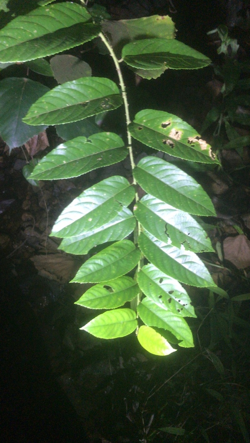 Rubus pirifolius photo 8