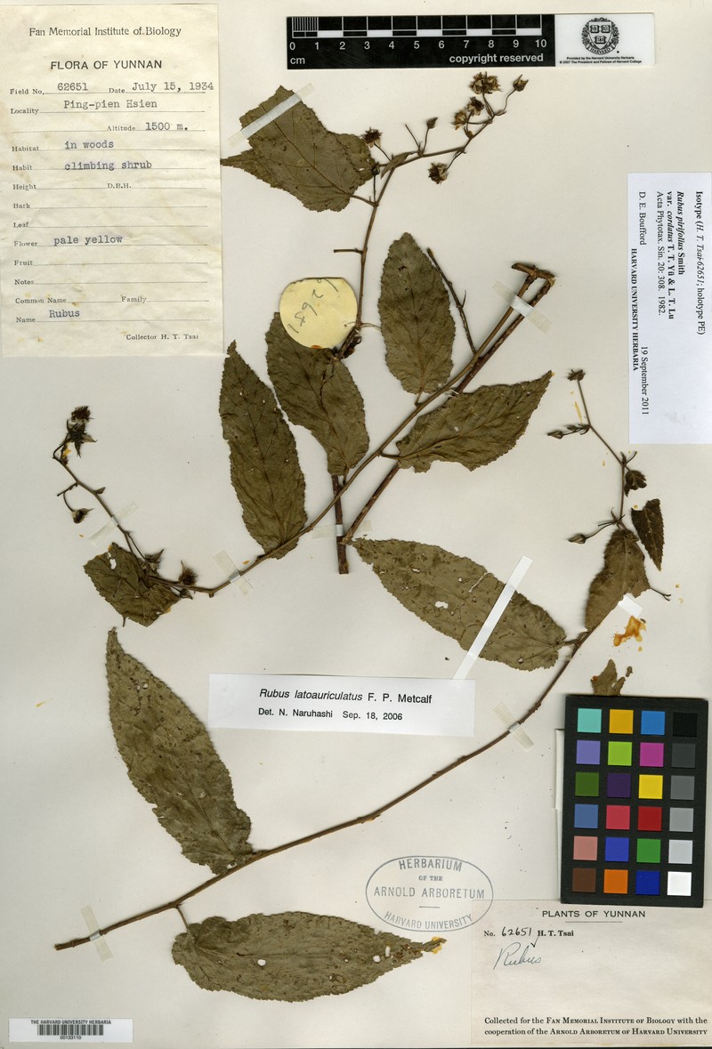 Rubus pirifolius var. cordatus