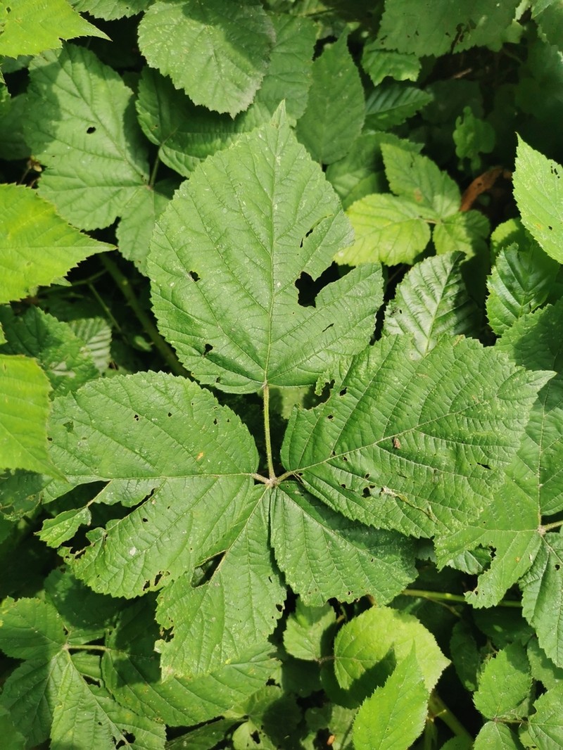 Rubus placidus