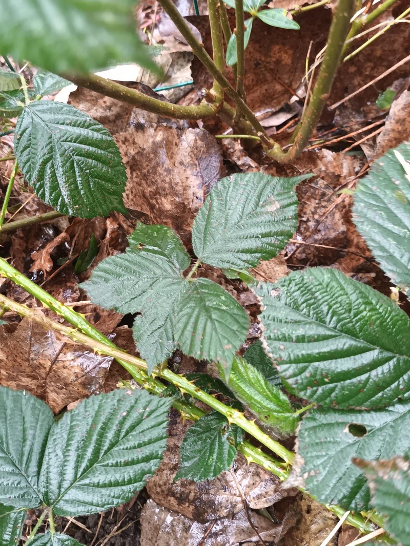 Rubus placidus photo 2
