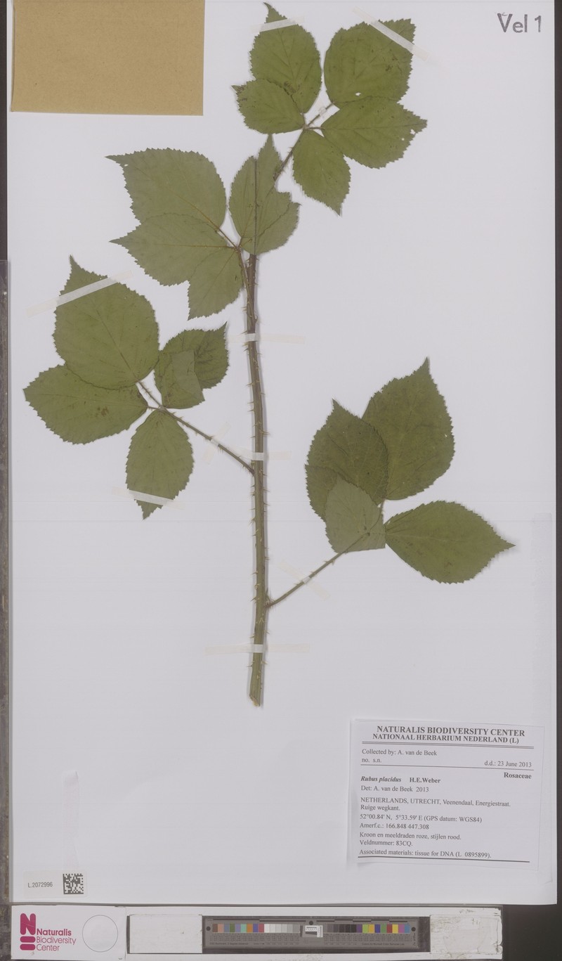 Rubus placidus photo 3