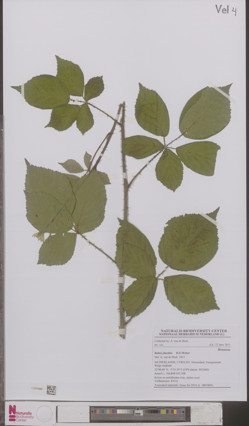 Rubus placidus photo 4
