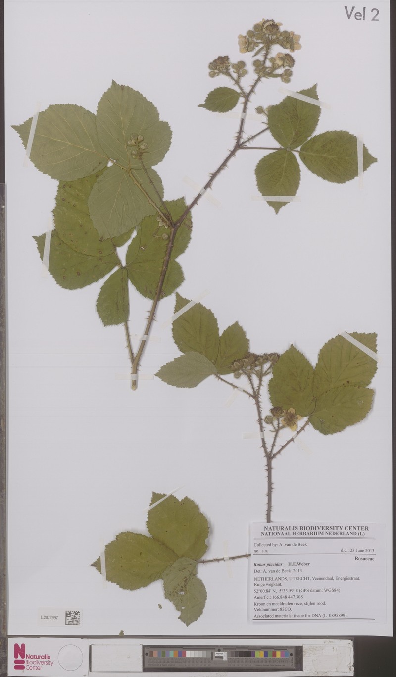 Rubus placidus photo 5
