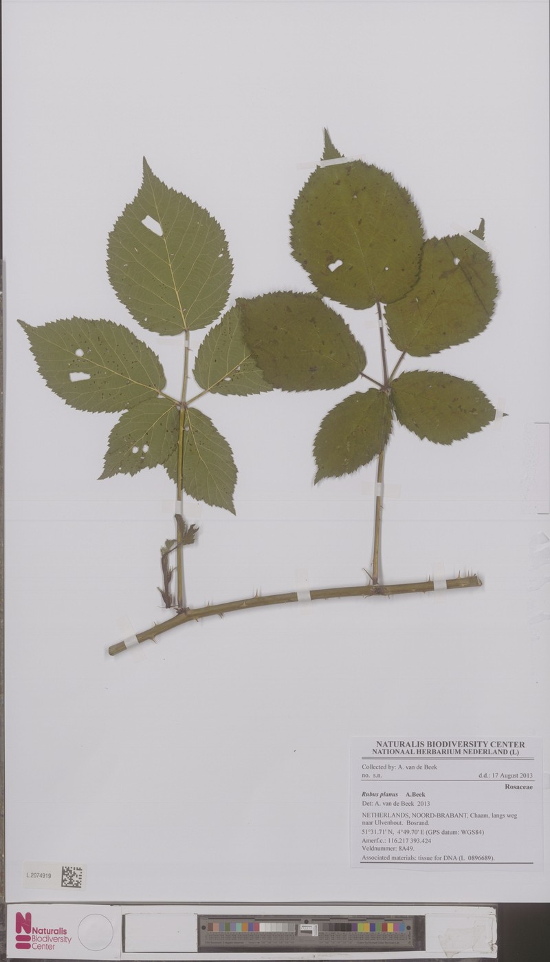 Rubus planus