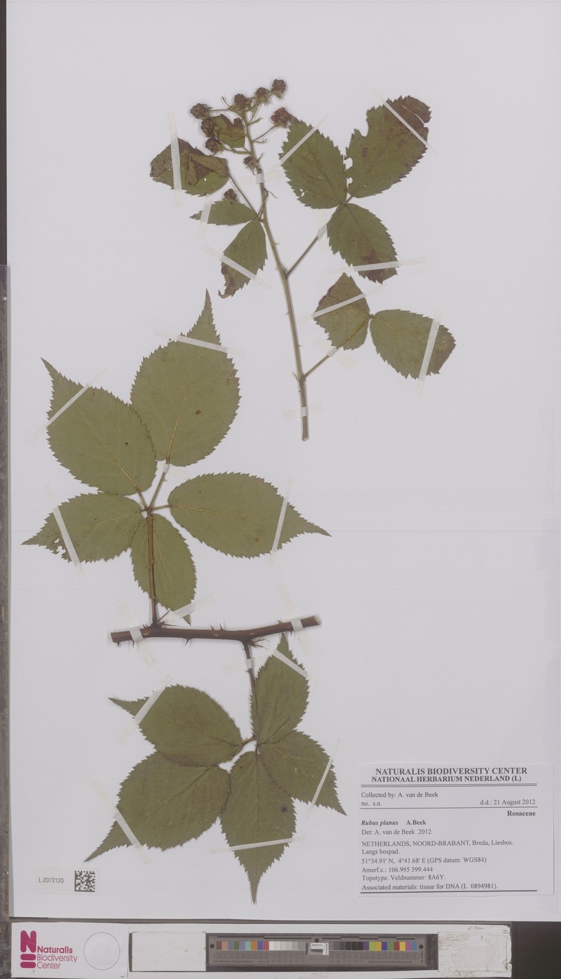 Rubus planus photo 2