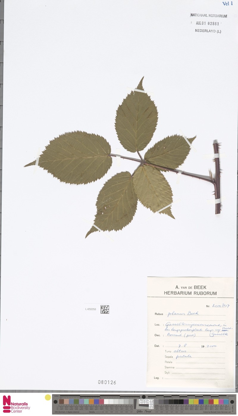 Rubus planus photo 3
