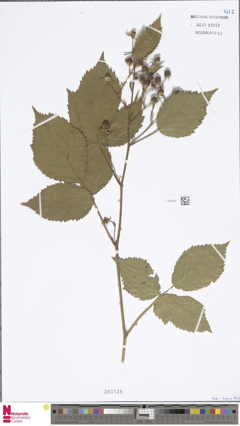 Rubus planus photo 4