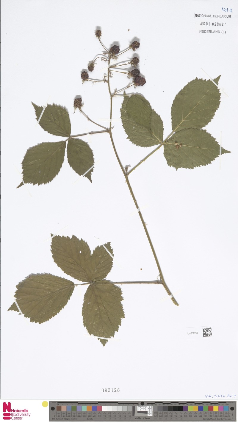 Rubus planus photo 5