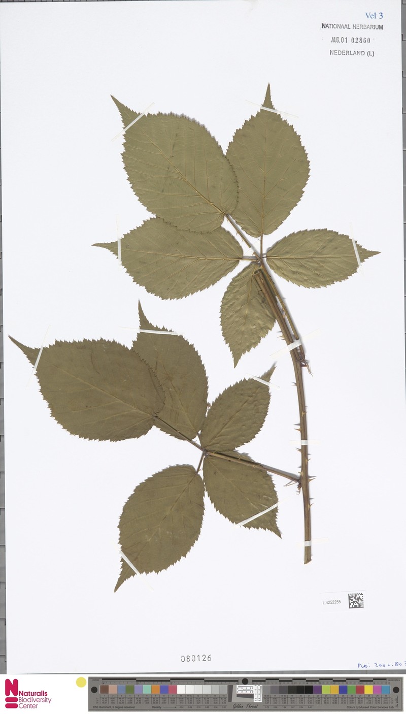 Rubus planus photo 6