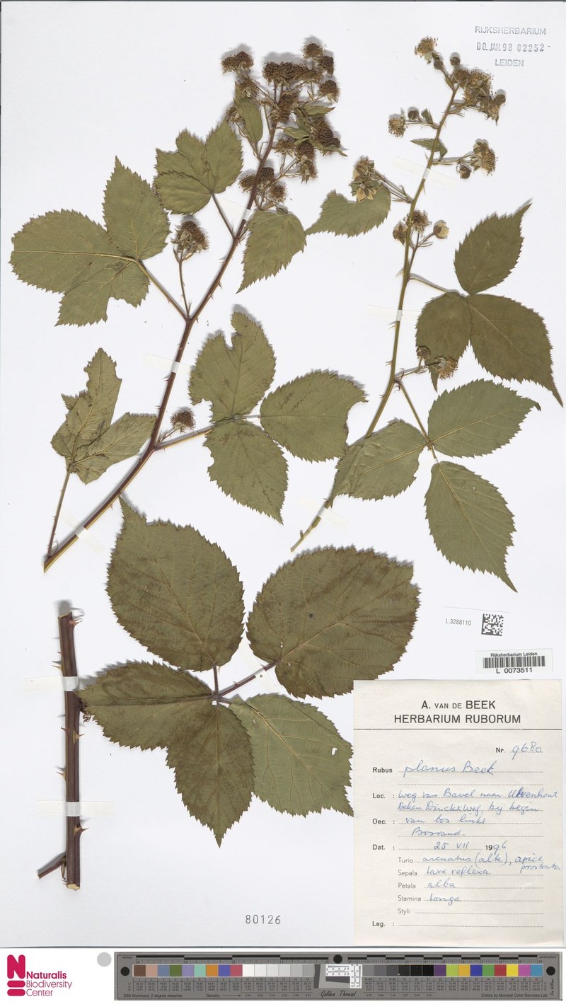 Rubus planus photo 7