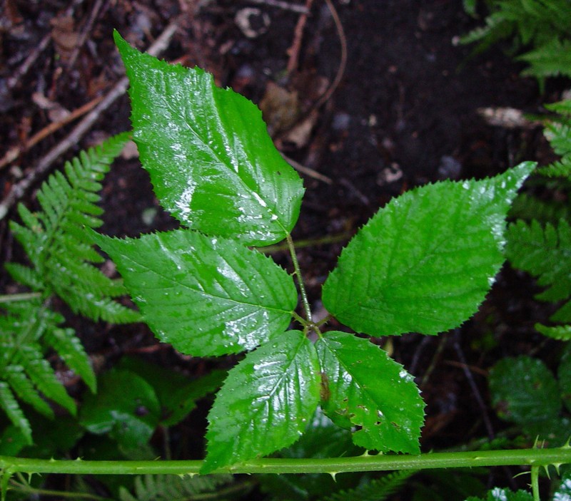 Rubus platyacanthus photo 3