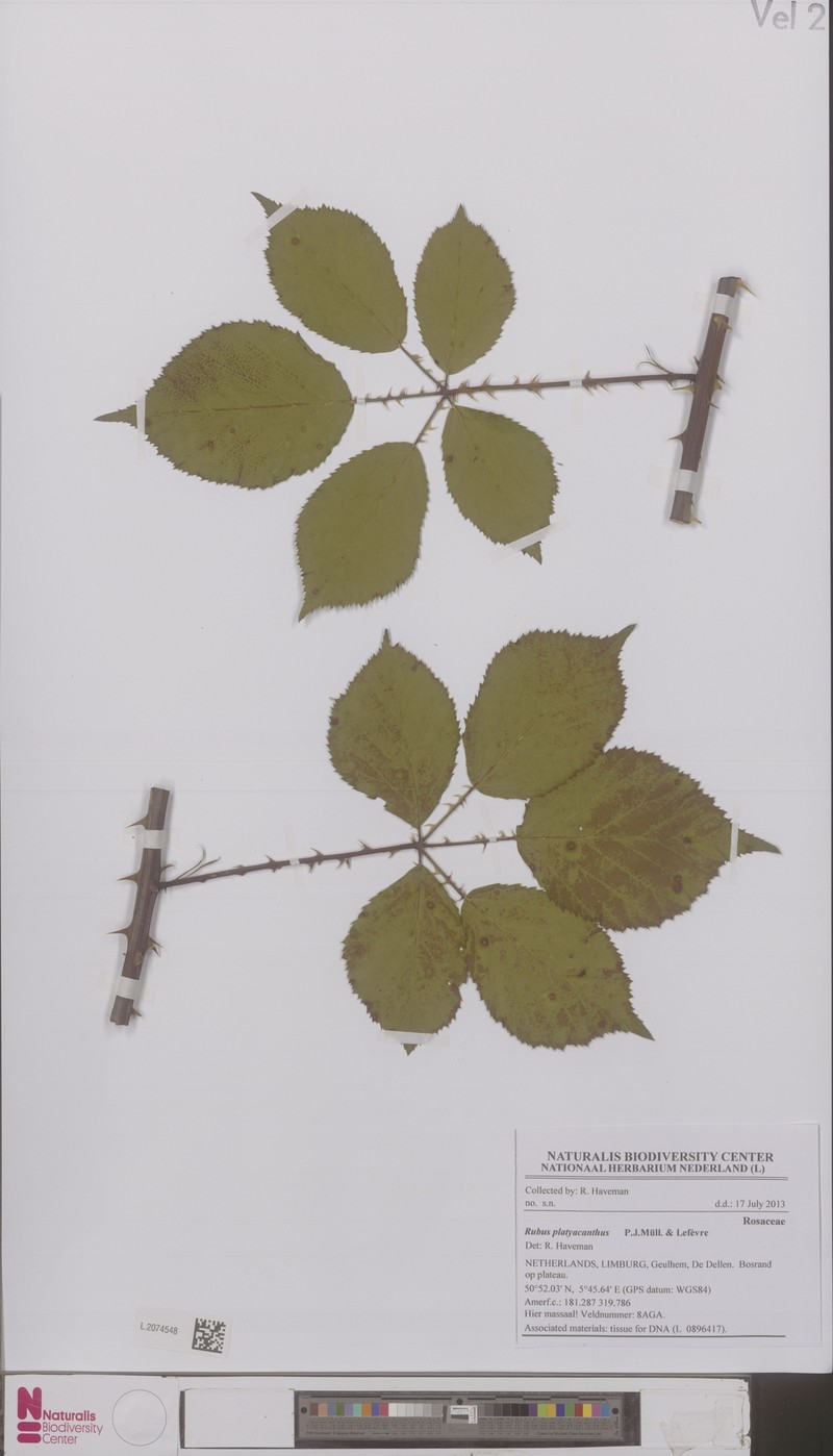 Rubus platyacanthus photo 5