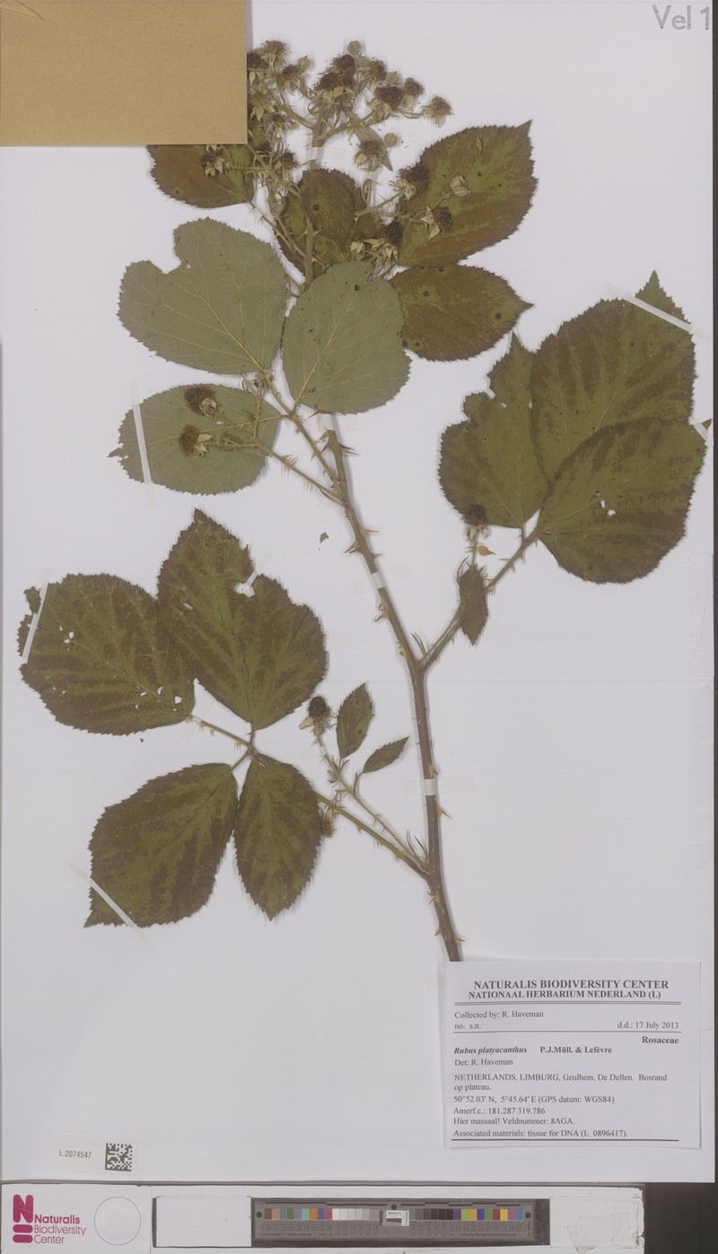 Rubus platyacanthus photo 6