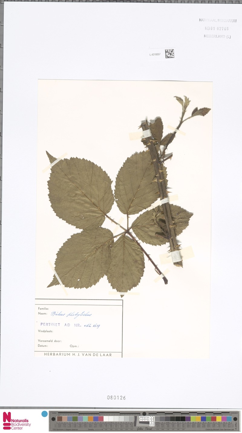Rubus platybelus