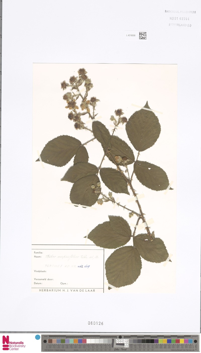 Rubus platybelus photo 2