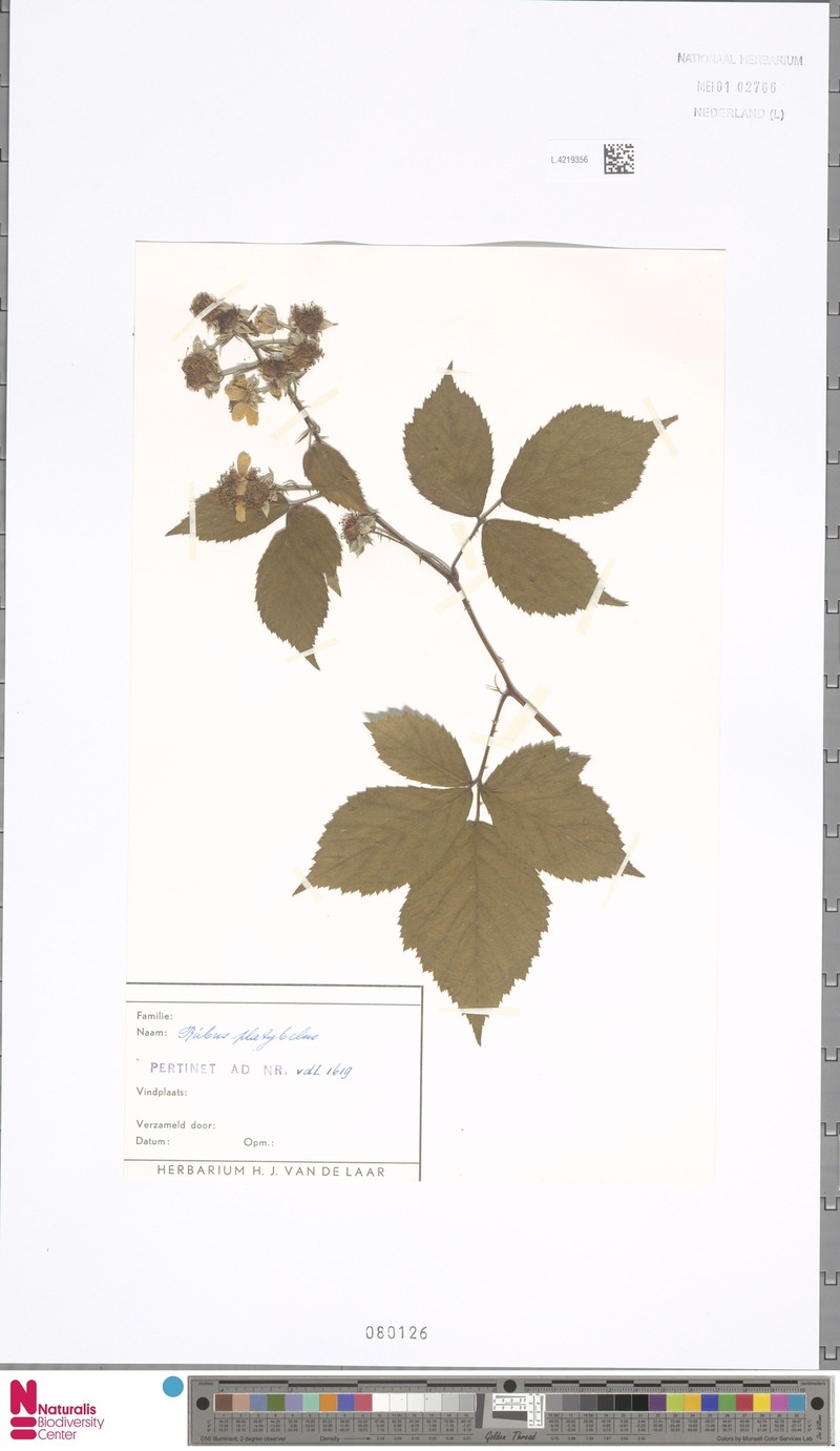 Rubus platybelus photo 3