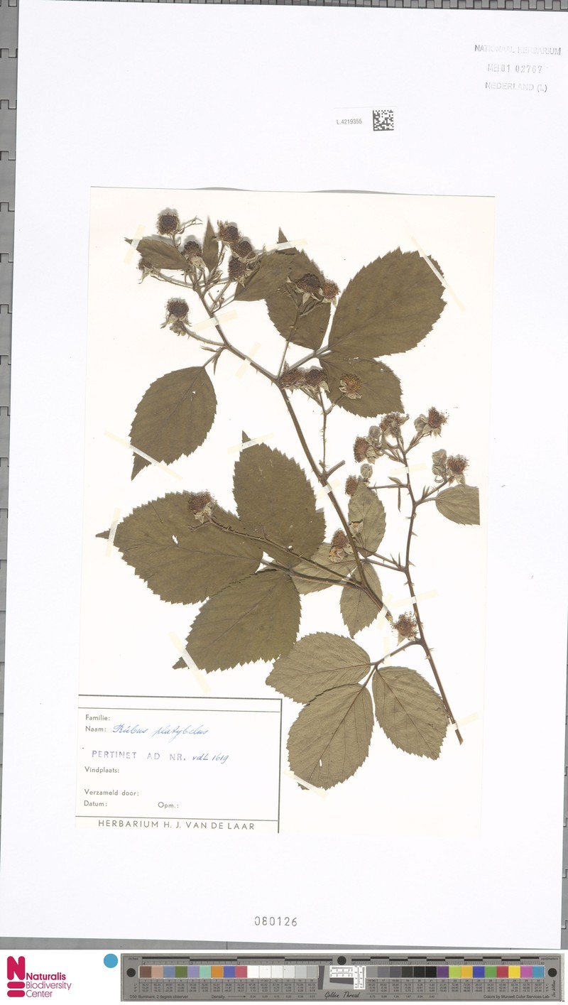 Rubus platybelus photo 4