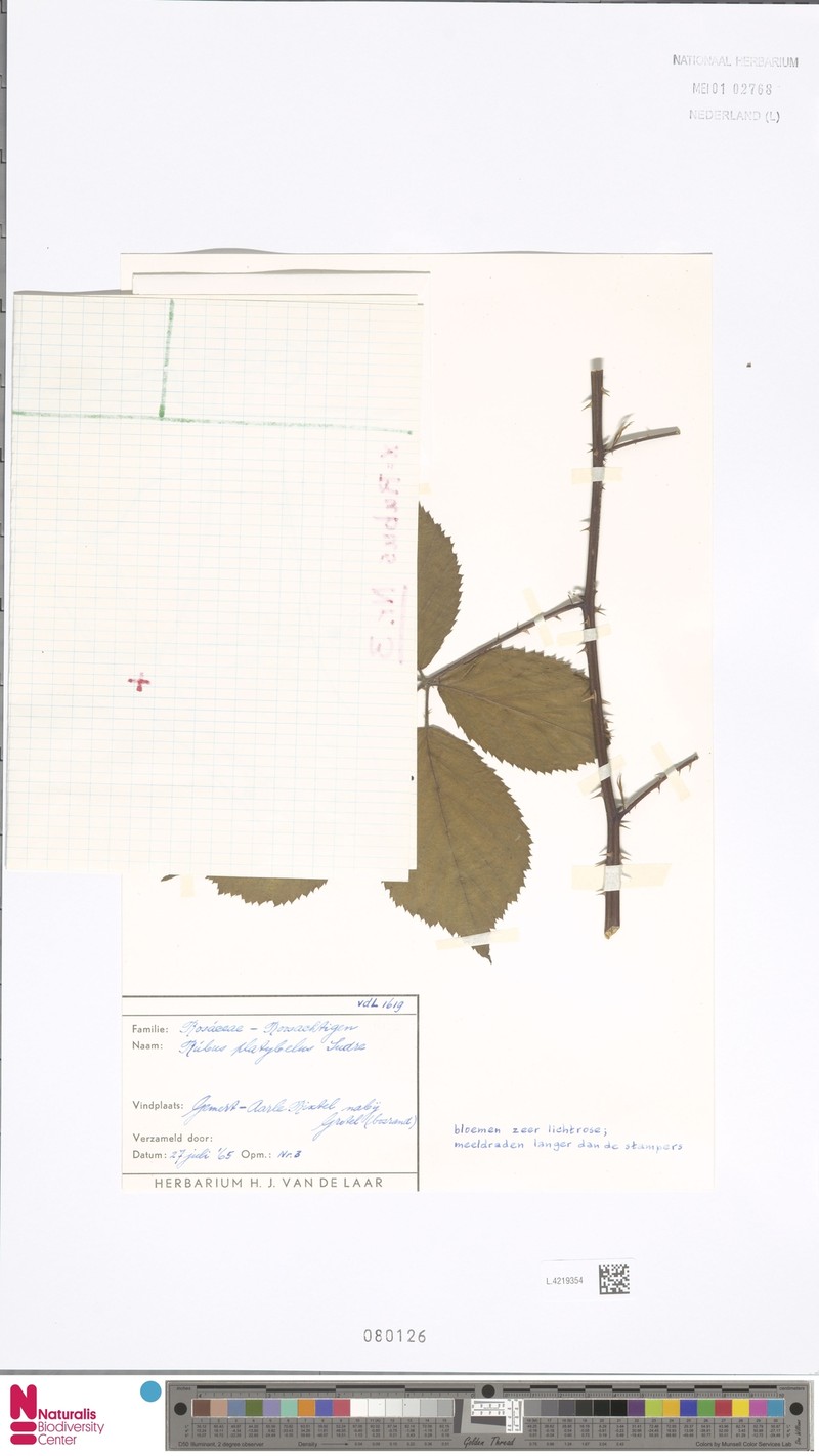 Rubus platybelus photo 5