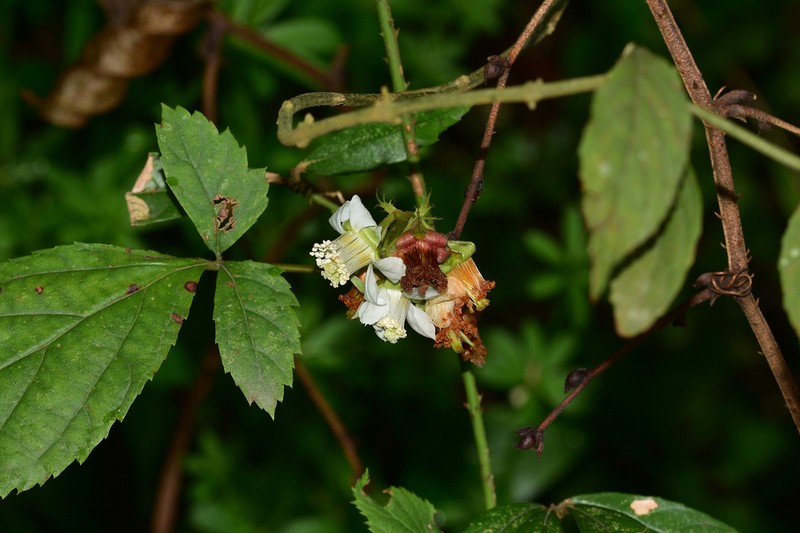 Rubus playfairianus