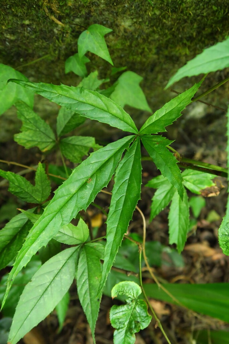 Rubus playfairianus photo 2
