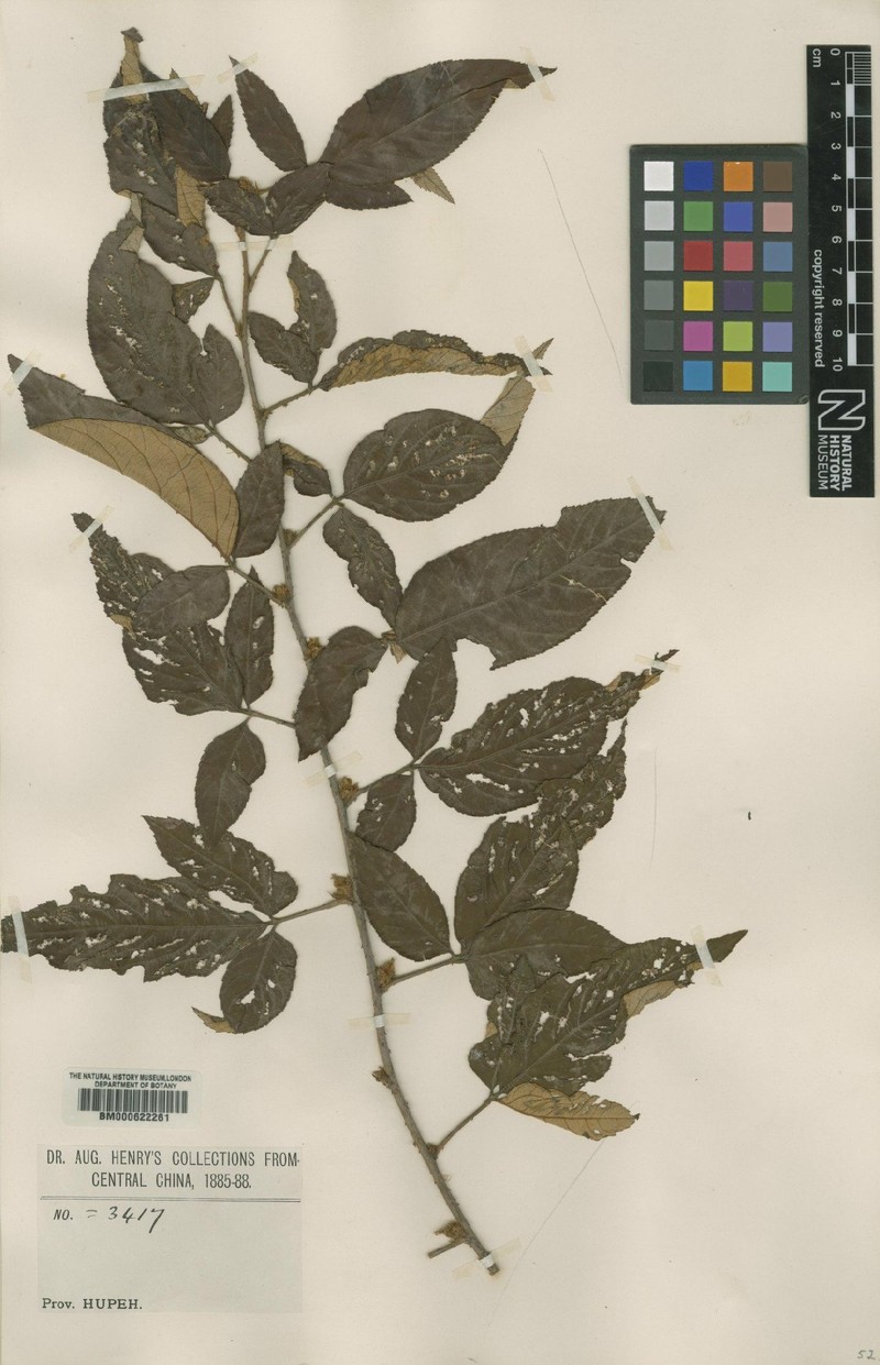 Rubus playfairianus photo 3