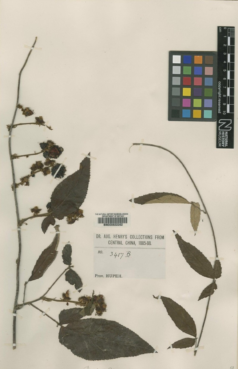 Rubus playfairianus photo 4