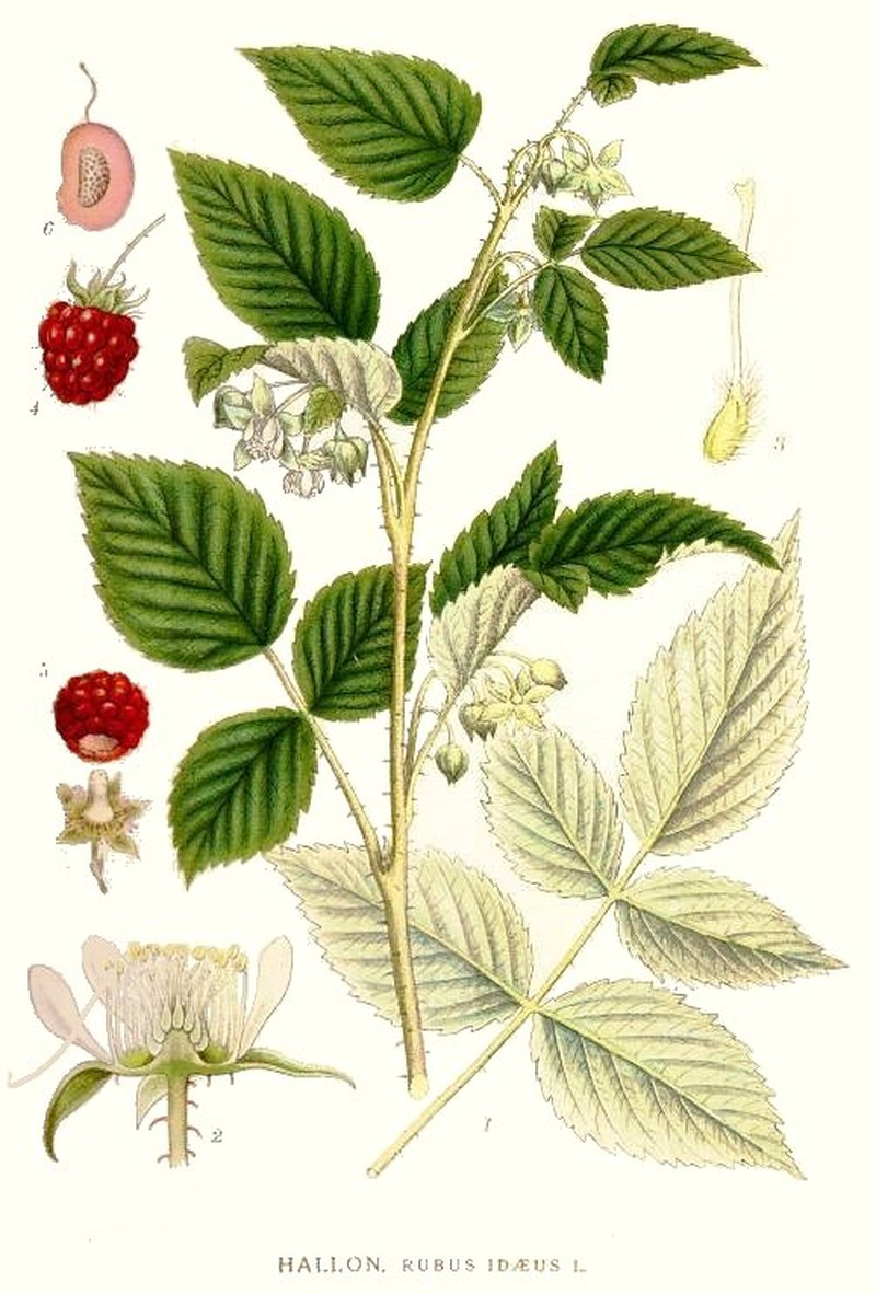 Hairyleaf Dewberry