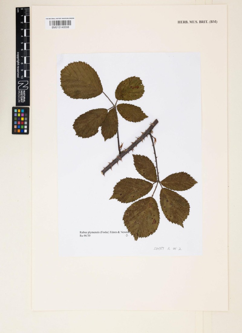 Rubus plymensis