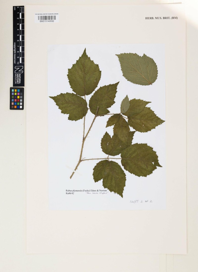 Rubus plymensis photo 2