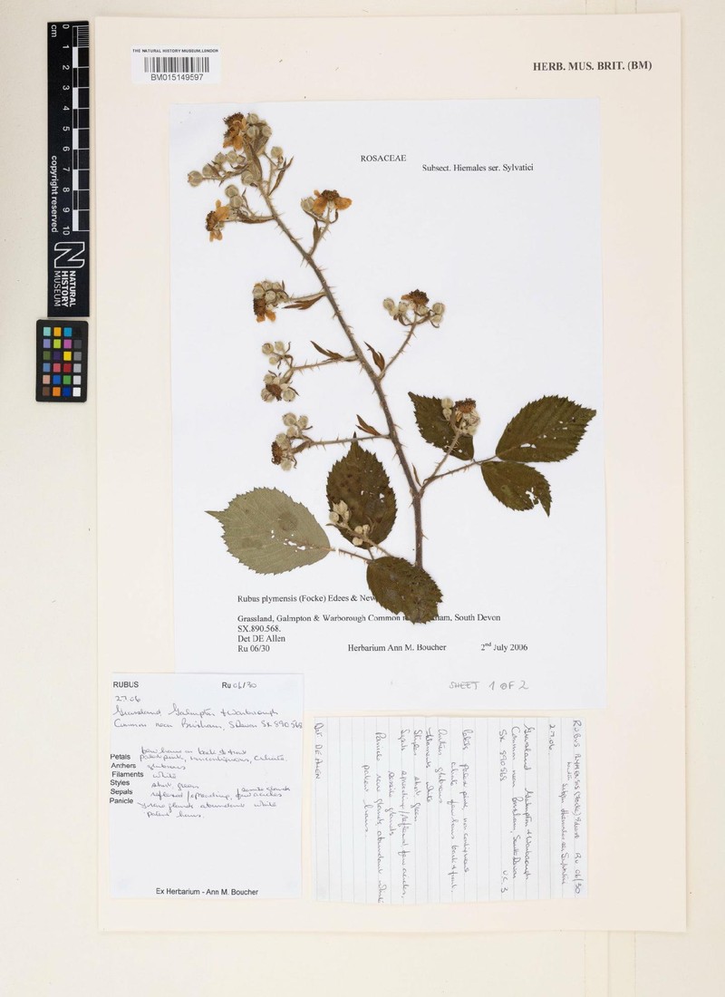 Rubus plymensis photo 3