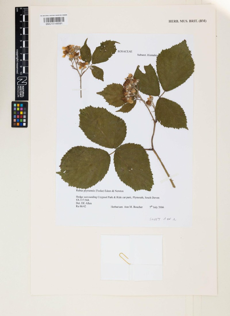 Rubus plymensis photo 4