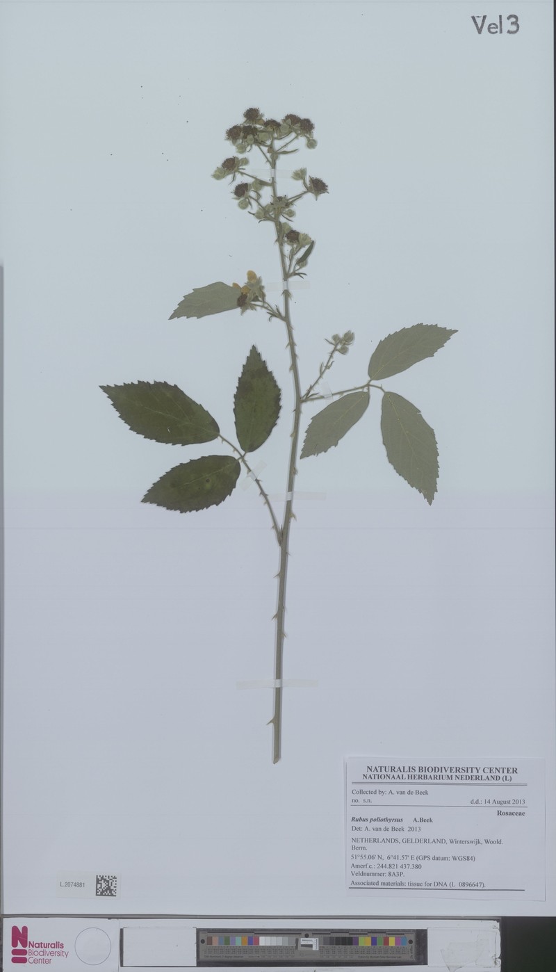 Rubus poliothyrsus