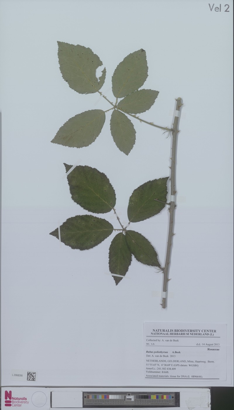 Rubus poliothyrsus photo 2