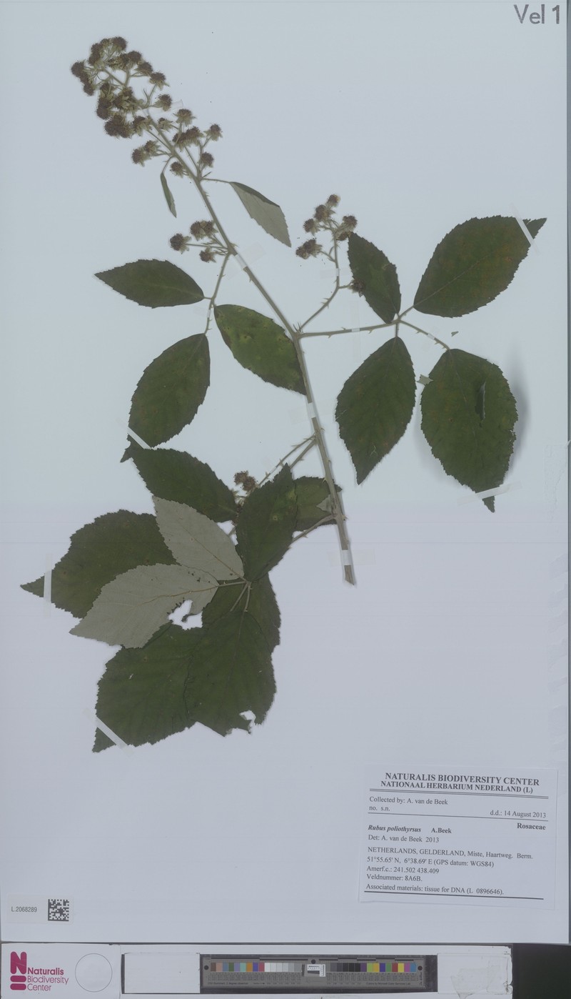 Rubus poliothyrsus photo 3