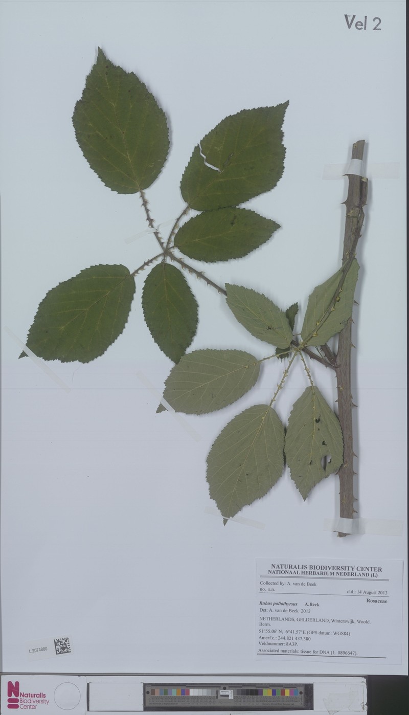 Rubus poliothyrsus photo 4
