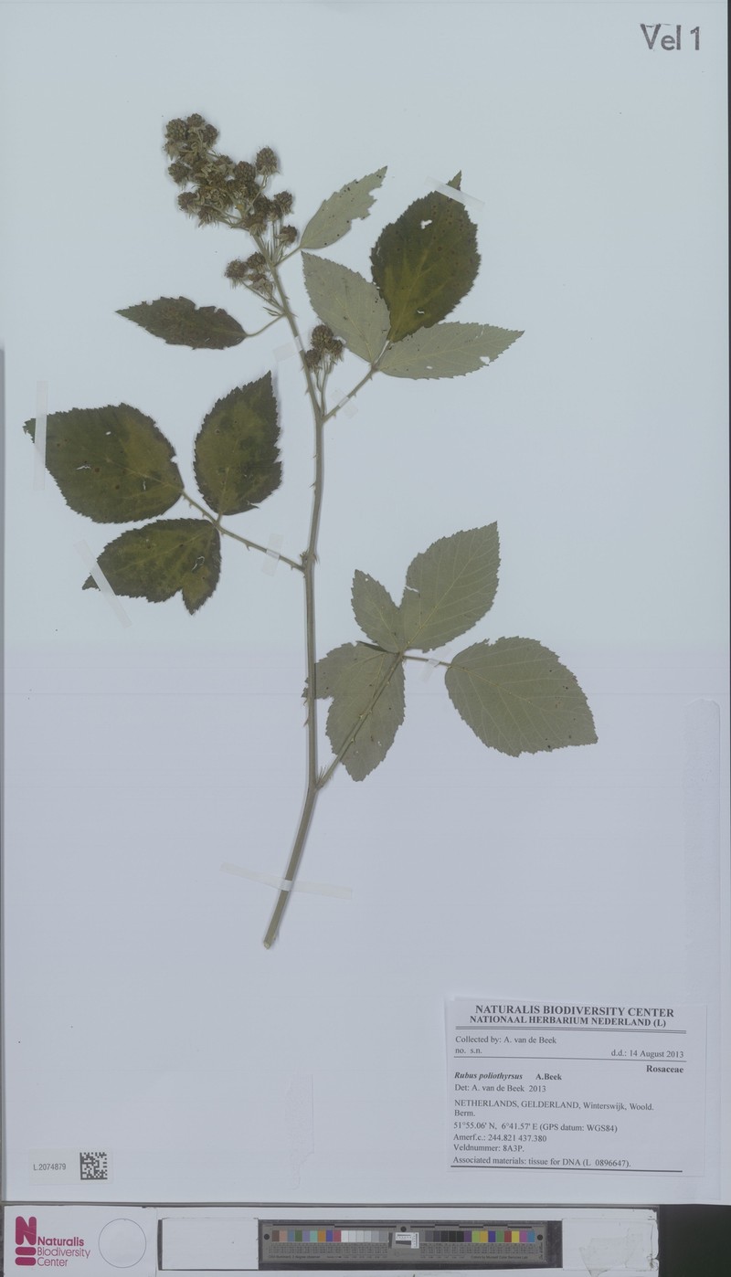 Rubus poliothyrsus photo 5