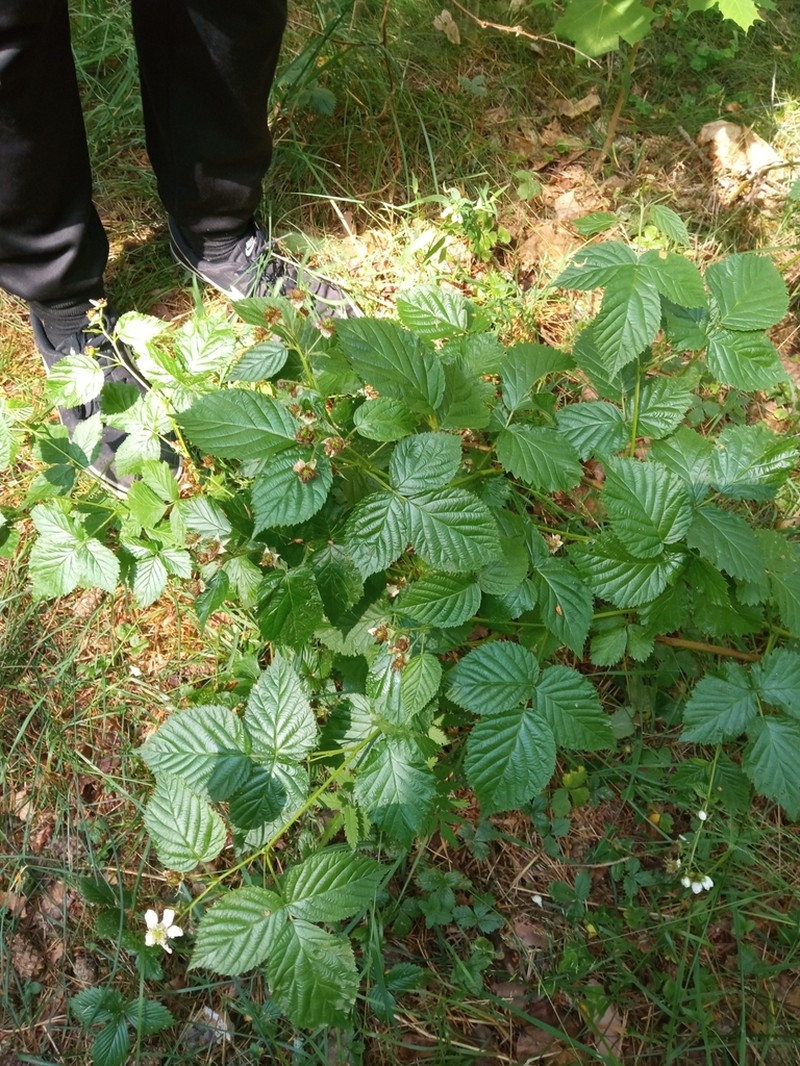 Rubus polonicus