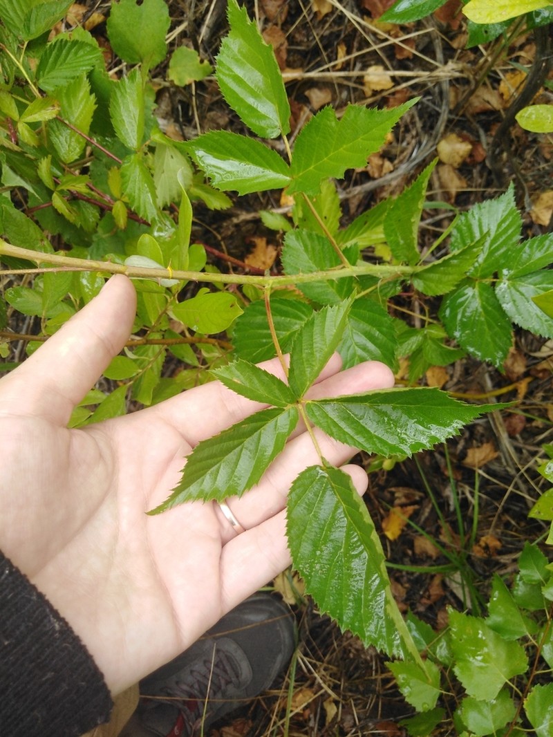 Rubus polonicus photo 2