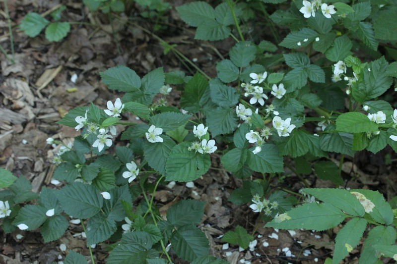 Rubus polonicus photo 3