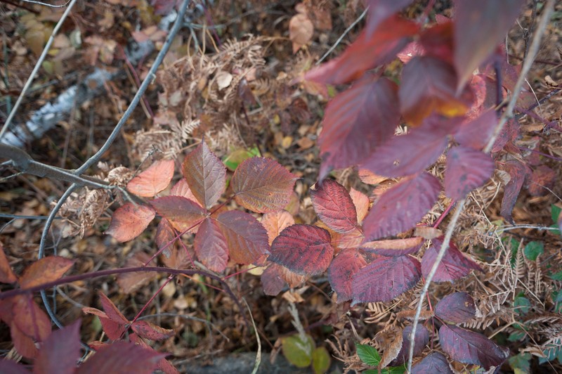 Rubus polonicus photo 4