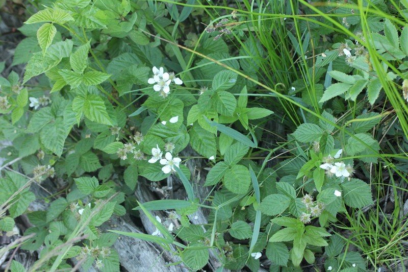 Rubus polonicus photo 5