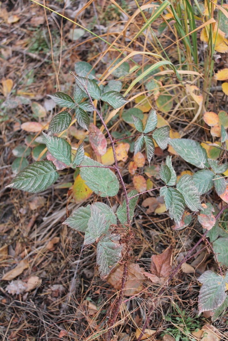 Rubus polonicus photo 6