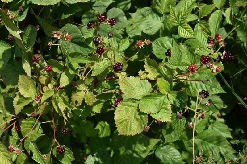 Rubus polonicus photo 7